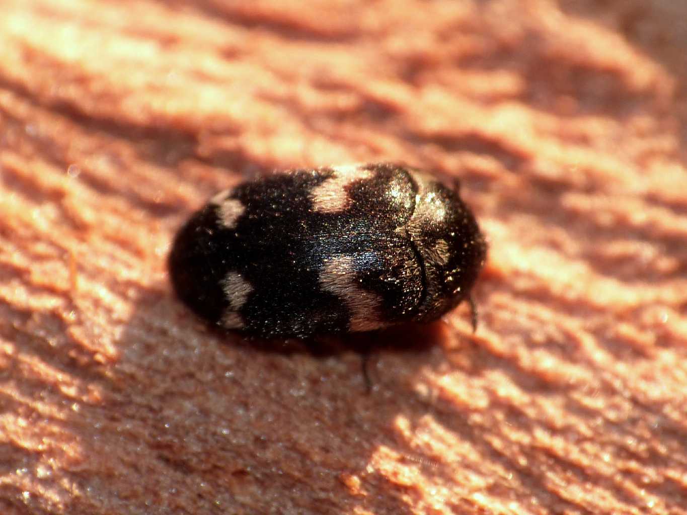 Attagenus adulto e larva? No. Megatoma undata